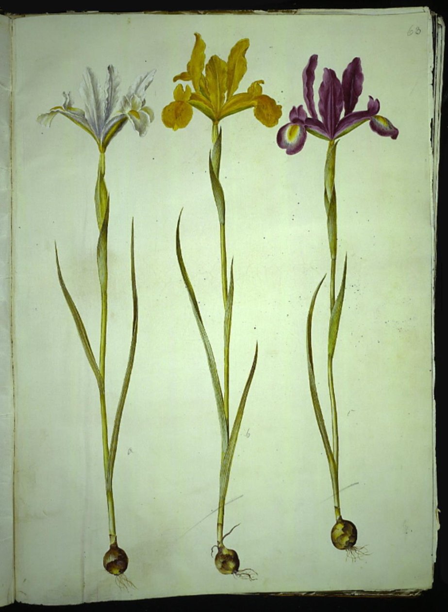 Iris xiphium (spansk iris) av Hans Simon Holtzbecker
