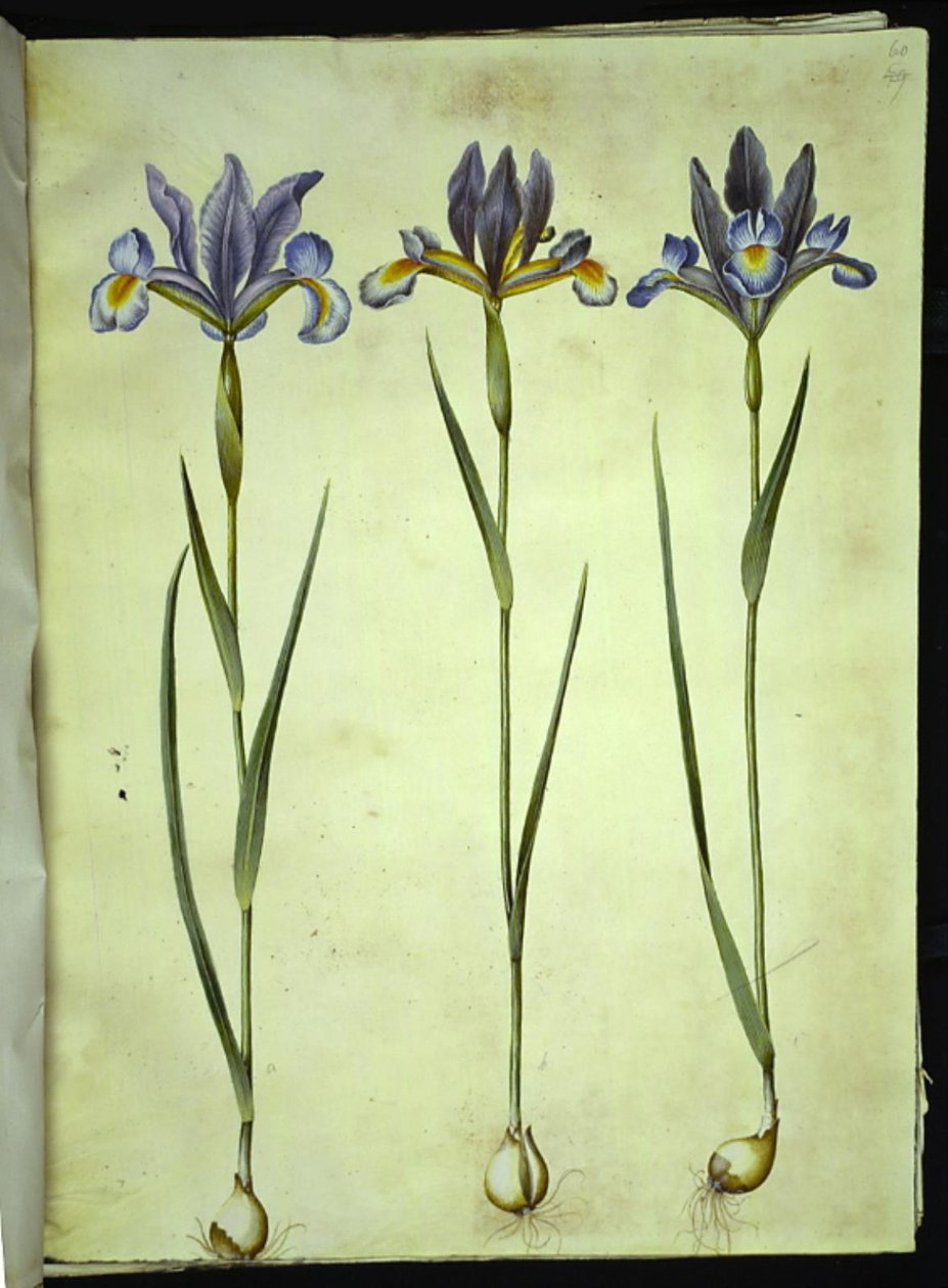 Iris xiphium (spansk iris) av Hans Simon Holtzbecker