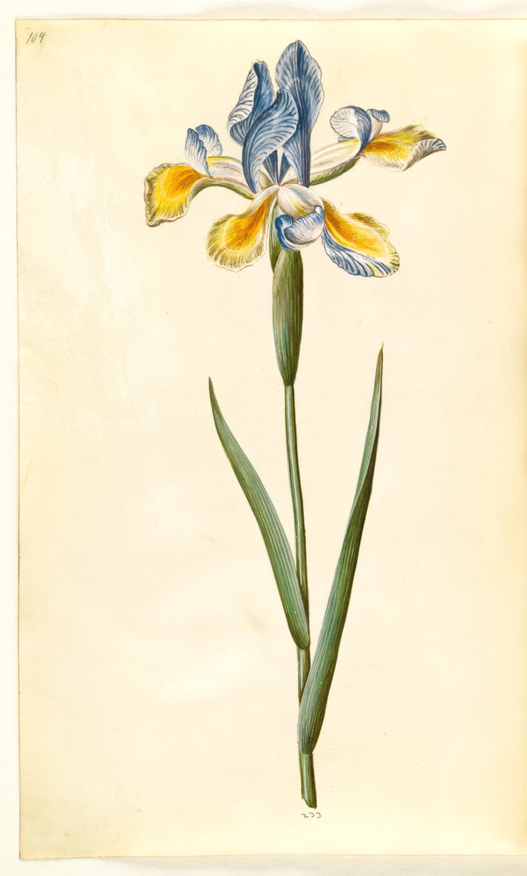 Iris xiphium (spansk iris) av Hans Simon Holtzbecker
