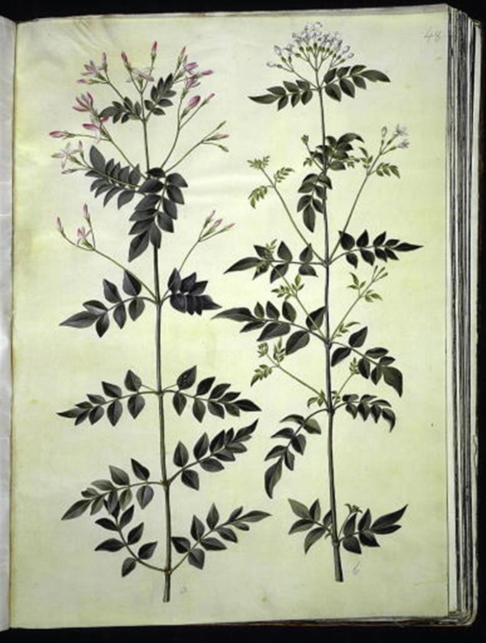 Jasminum officinale (Jasmine) av Hans Simon Holtzbecker