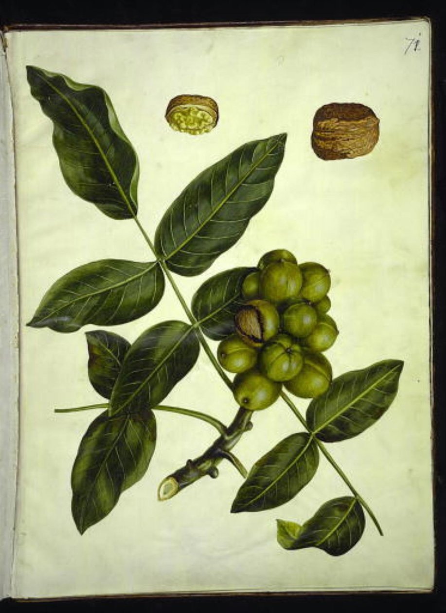 Juglans regia (vanlig valnöt) av Hans Simon Holtzbecker