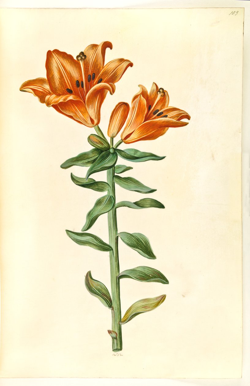 Lilium bulbiferum (eldlilja) av Hans Simon Holtzbecker