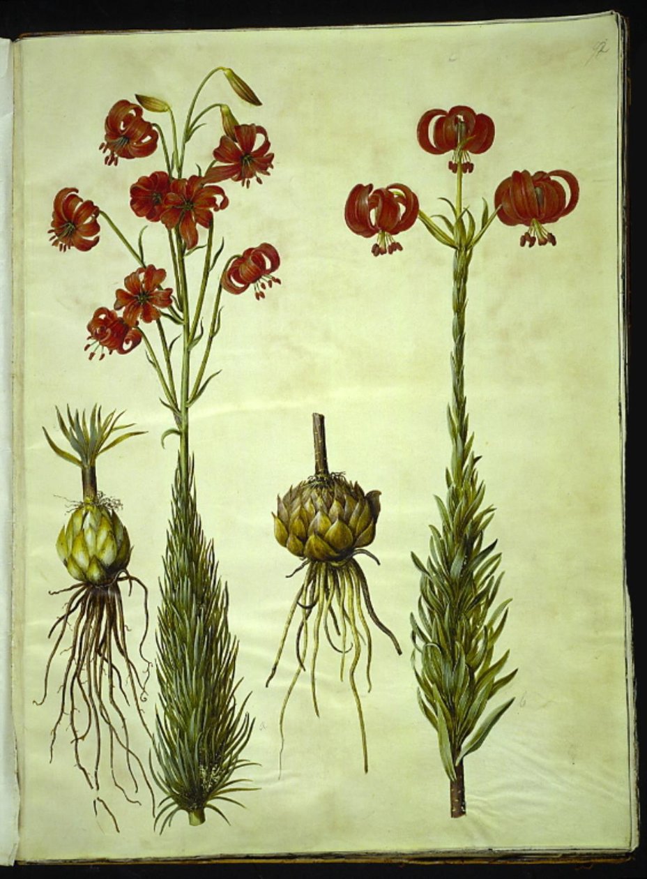 Kalcedonlilja (röd turbanlilje) av Hans Simon Holtzbecker