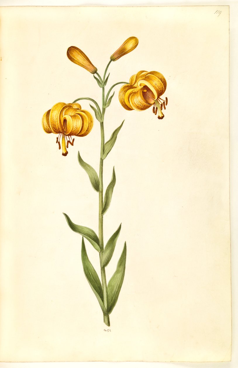 Lilium pyrenaicum (pyrenisk lilja) av Hans Simon Holtzbecker