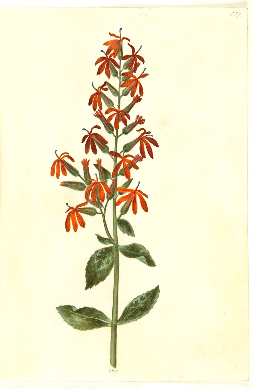 Lobelia cardinalis (kardinal lobelie) av Hans Simon Holtzbecker