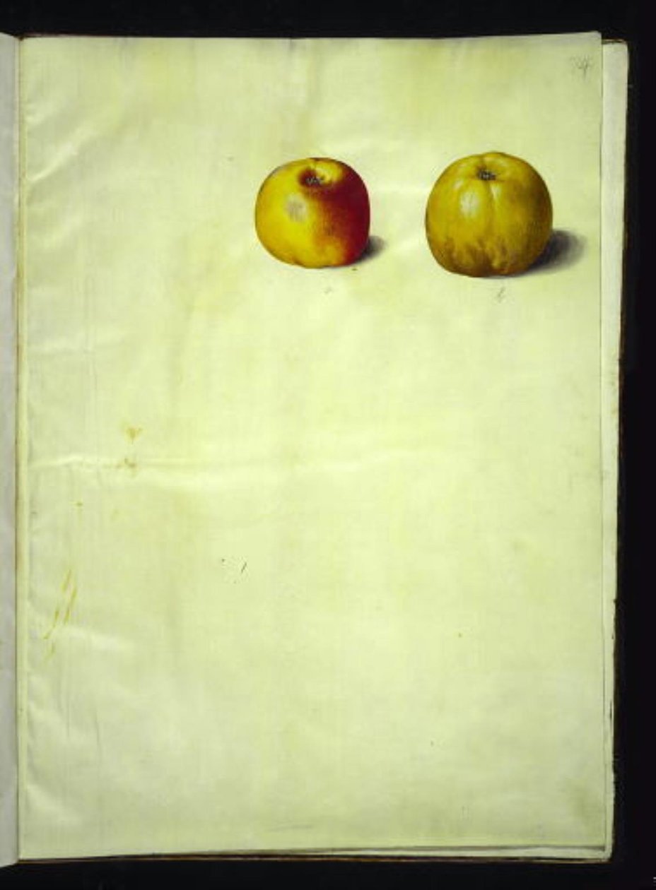 Malus domestica (vanligt äpple) av Hans Simon Holtzbecker