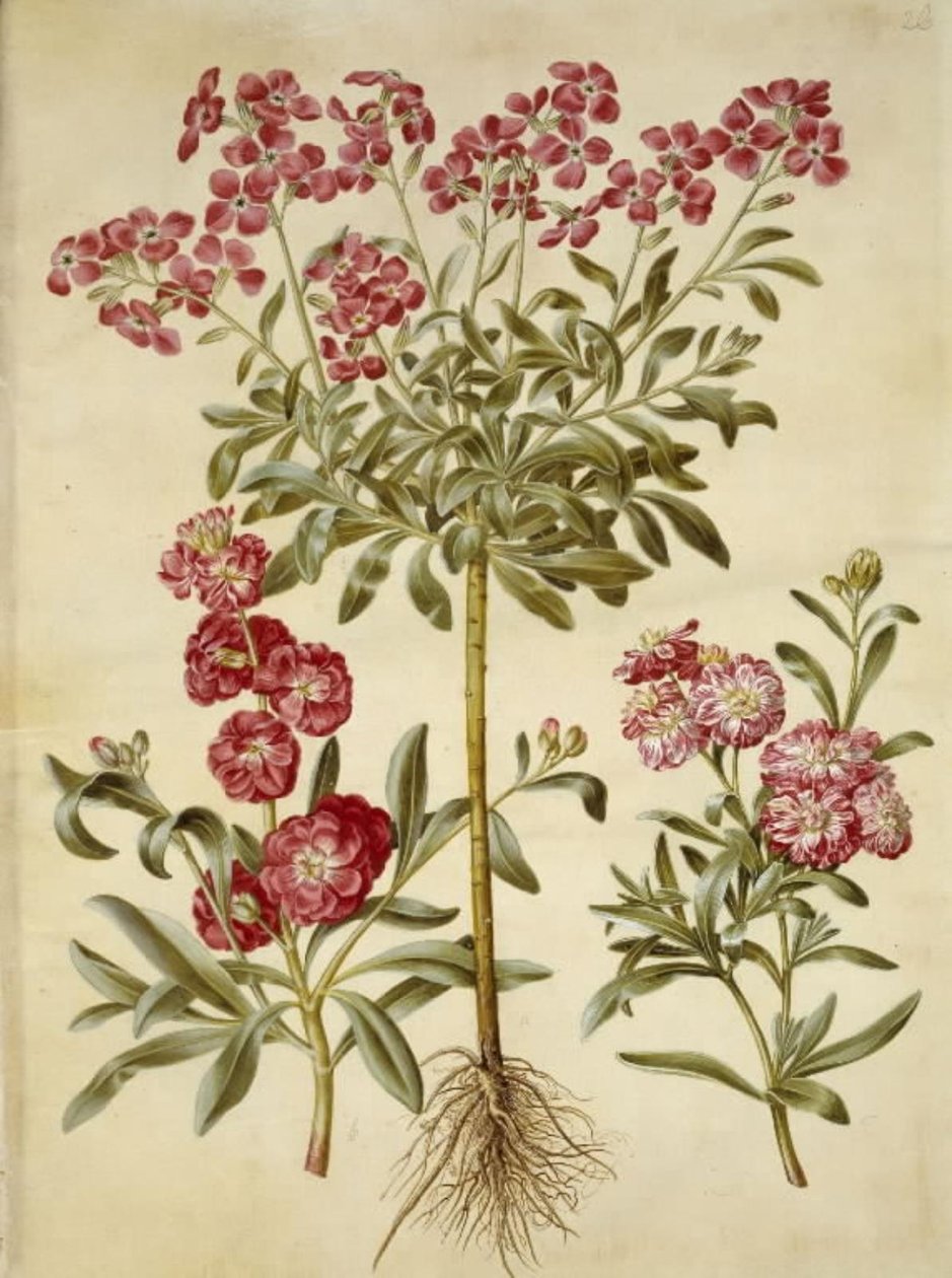 Matthiola Incana (vinter-levkøj) av Hans Simon Holtzbecker
