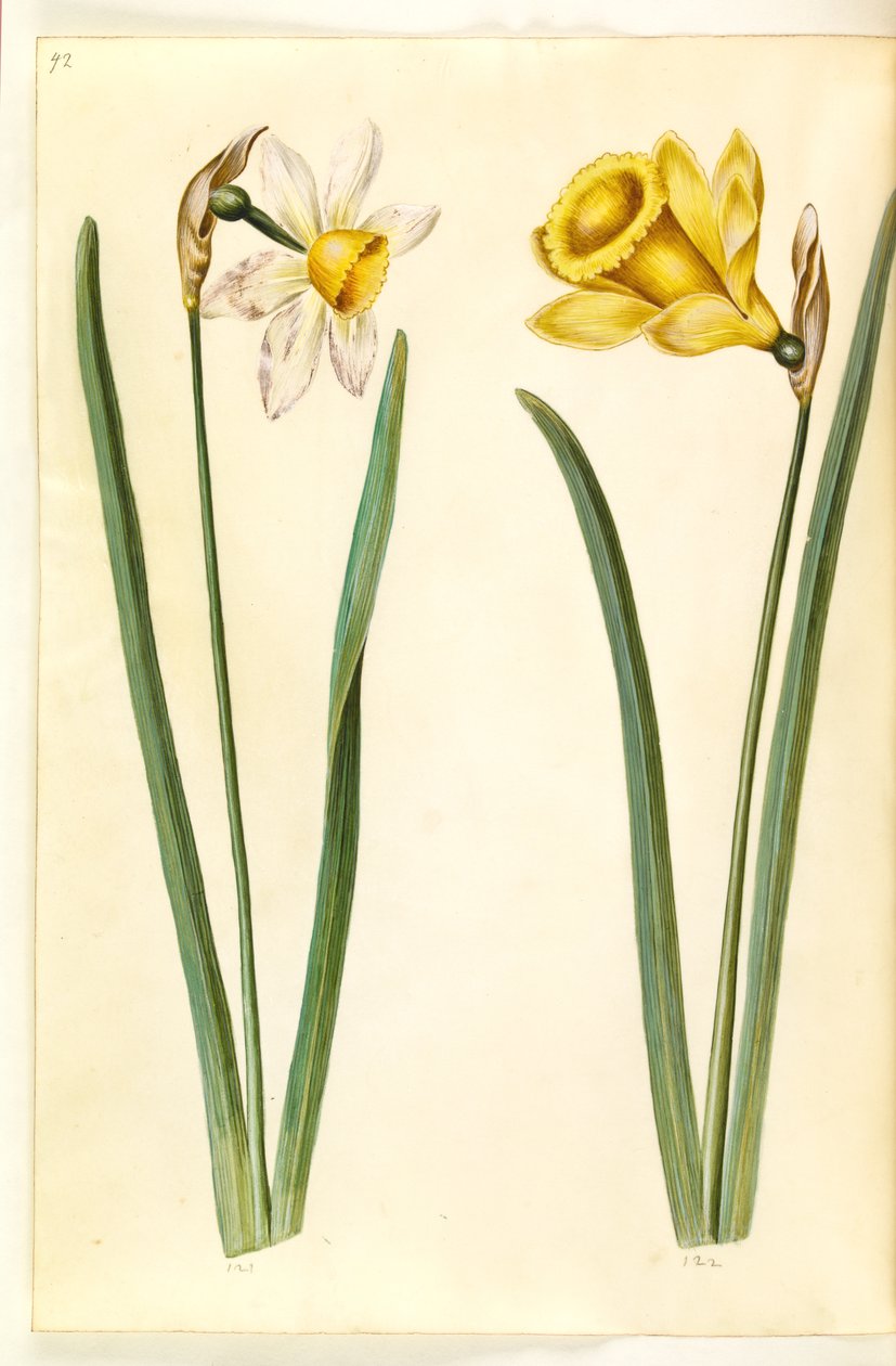 Narcissus ×incomparabilis (trädgårdsnarcisser); Narcissus pseudonarcissus (påsklilja) av Hans Simon Holtzbecker