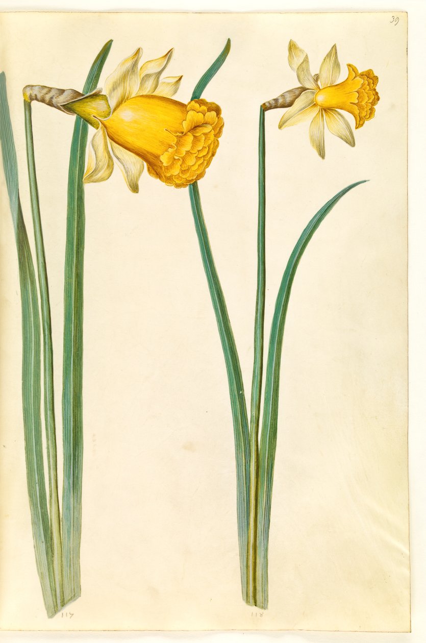 Narcissus pseudonarcissus (påsklilja) av Hans Simon Holtzbecker