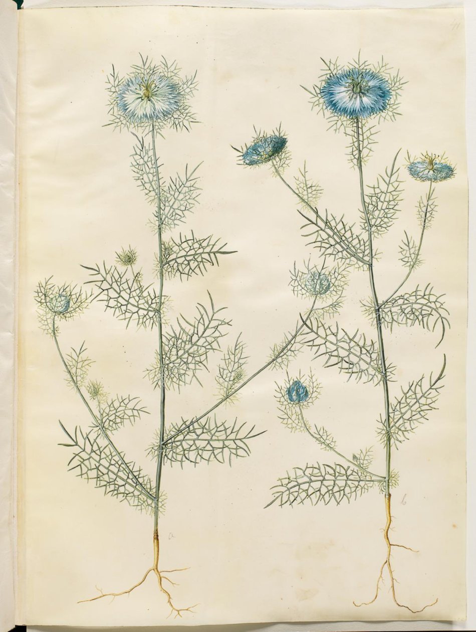 Nigella damascena (jungfru i det gröna) av Hans Simon Holtzbecker