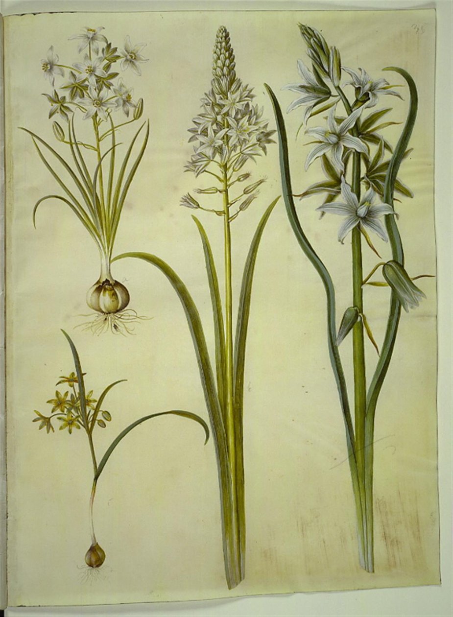 Ornithogalum umbellatum (diet-fågelmjölk); Ornithogalum pyramidale (Pyramidfågelmjölk); Gagea lutea (vanlig guldstjärna); Ornithogalum nutans (nickande fågelmjölk) av Hans Simon Holtzbecker