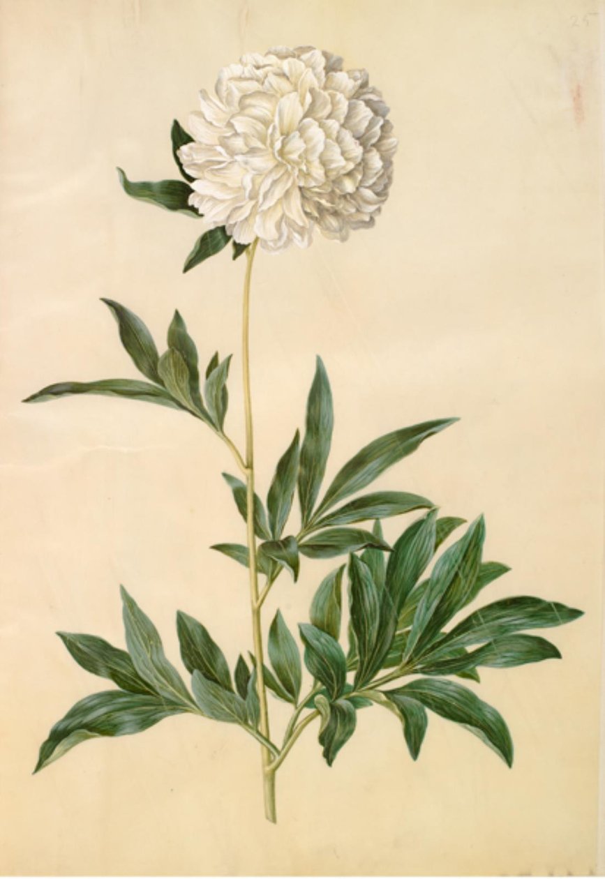 Paeonia lactiflora (silkespion) av Hans Simon Holtzbecker