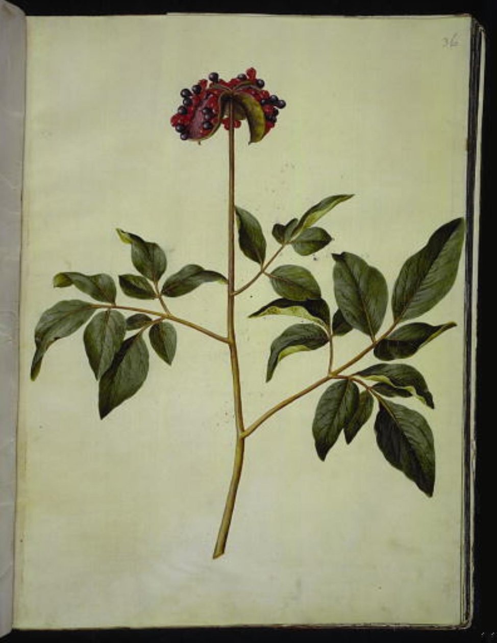 Hanpion (rose-silkeplante) av Hans Simon Holtzbecker