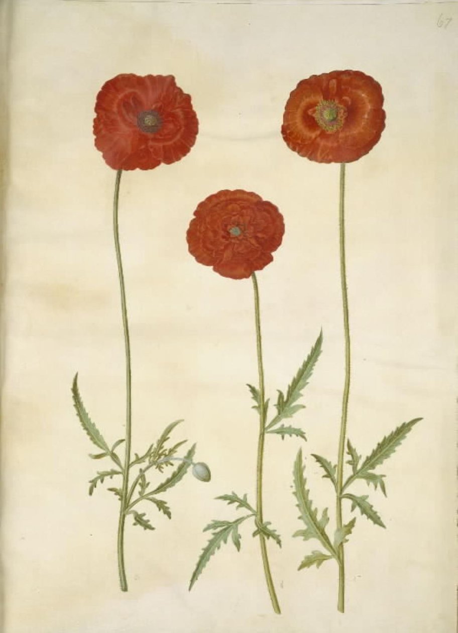 Papaver rhoeas (kornvallmo) av Hans Simon Holtzbecker