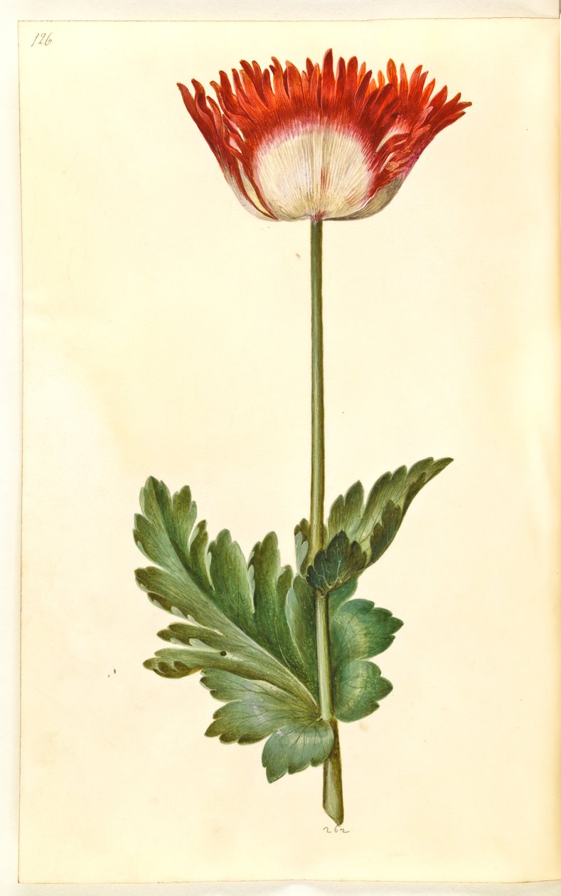 Opiumvallmo (opiumvallmo) av Hans Simon Holtzbecker