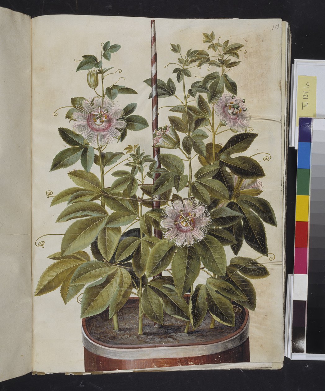 Passiflora incarnata (passionsblomma) av Hans Simon Holtzbecker