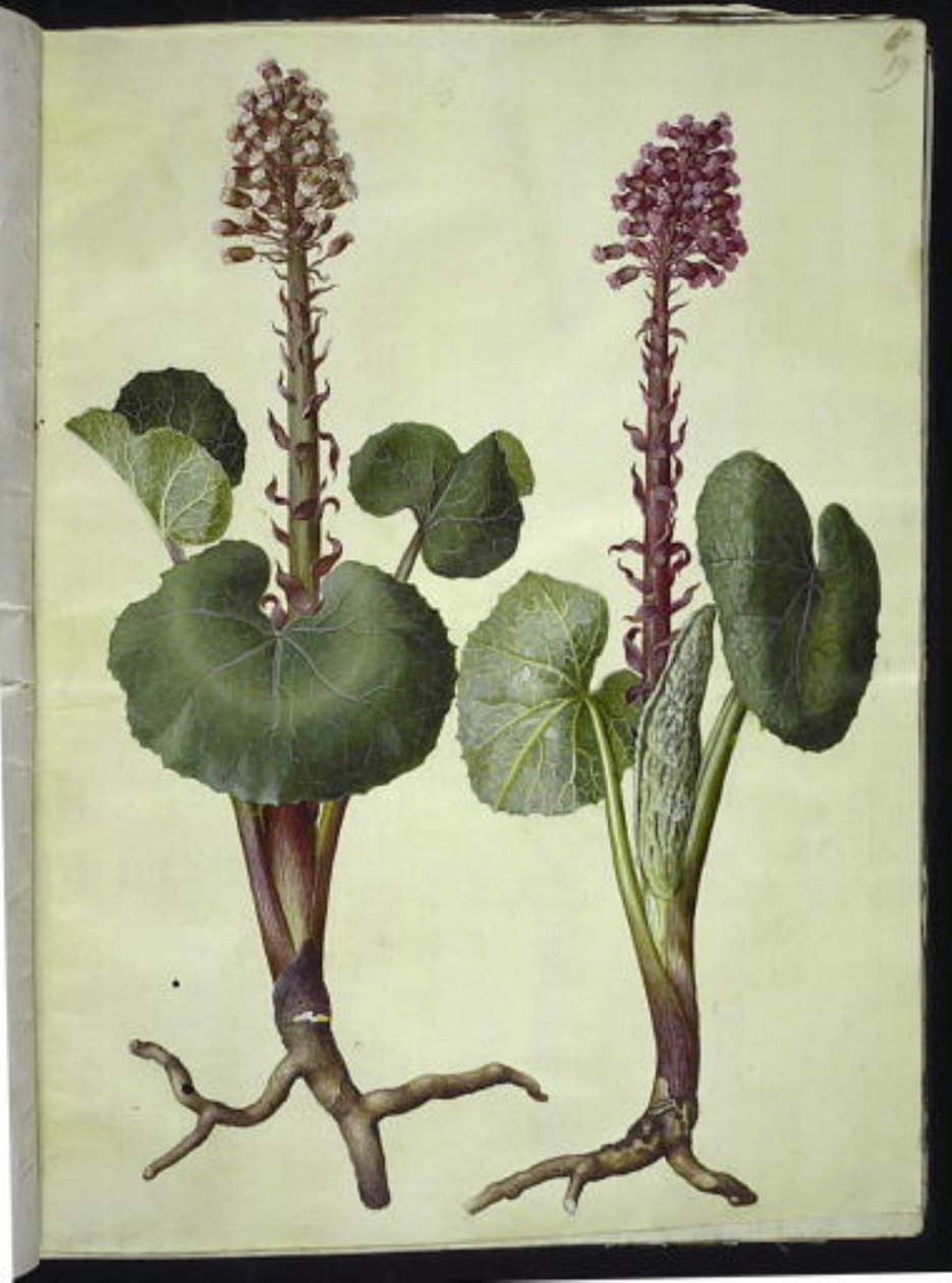 Petasites hybridus (röd hästsko) av Hans Simon Holtzbecker