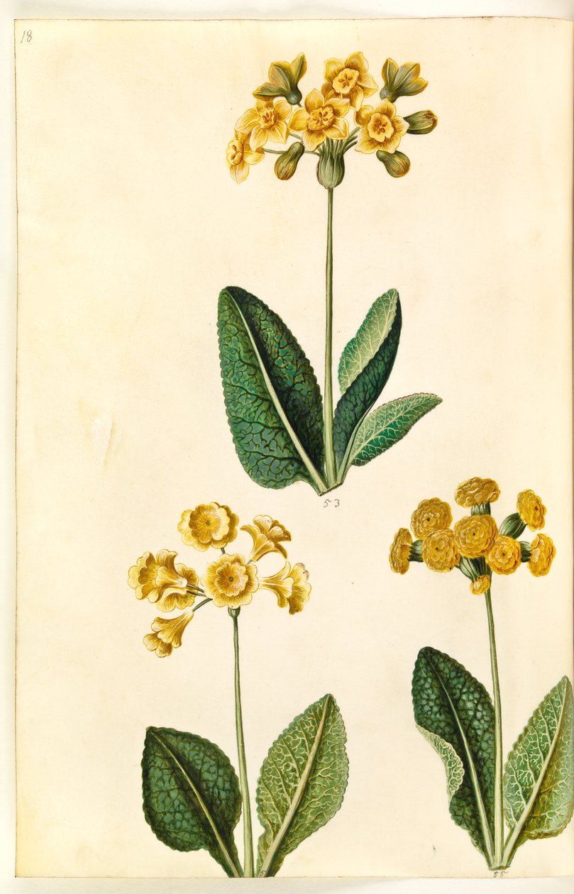 Primula ×polyantha (?); Vårprimörer (?) av Hans Simon Holtzbecker