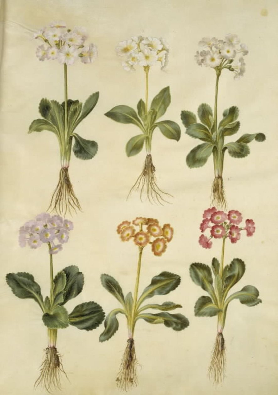 Primula ×pubescens (har-aurikel) av Hans Simon Holtzbecker