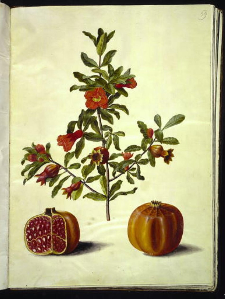 Punica granatum (granatäpple) av Hans Simon Holtzbecker