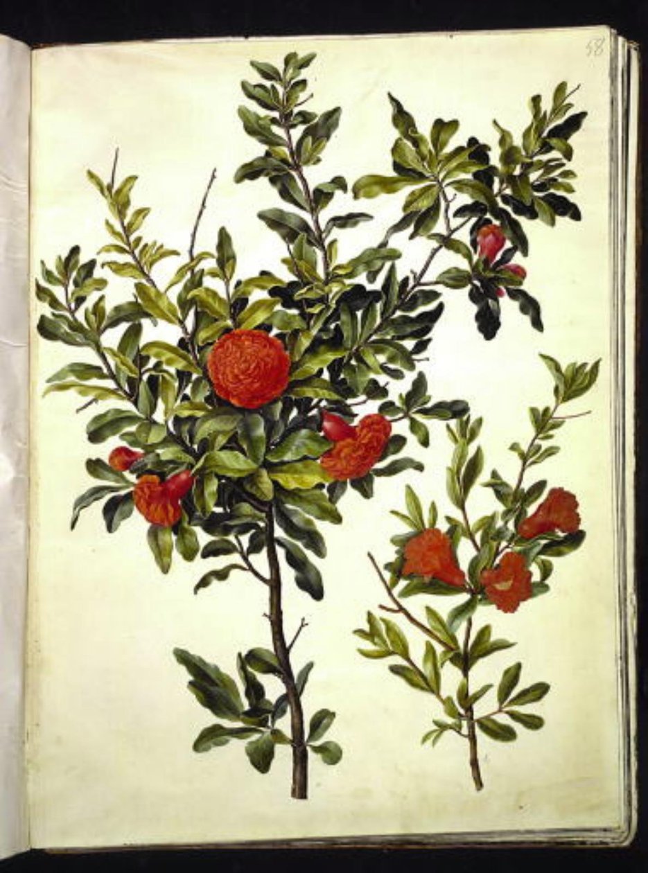 Punica granatum (granatäpple) av Hans Simon Holtzbecker
