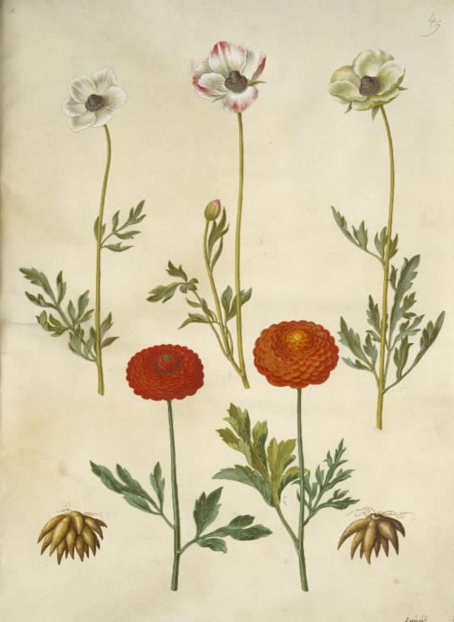 Ranunculus asiatica (har ranunkel) av Hans Simon Holtzbecker