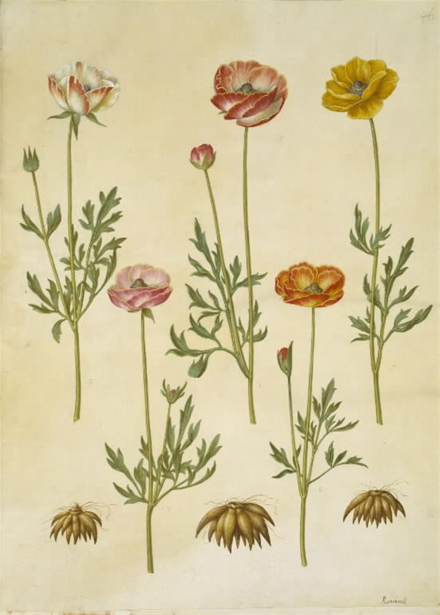 Ranunculus asiatica (har ranunkel) av Hans Simon Holtzbecker