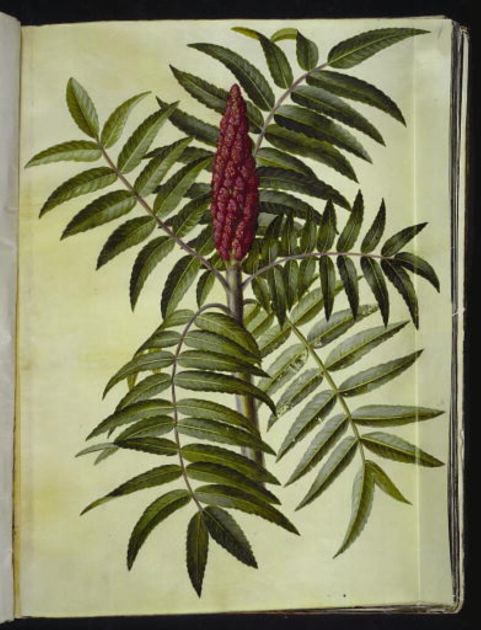 Rhus typhina (hjort) av Hans Simon Holtzbecker