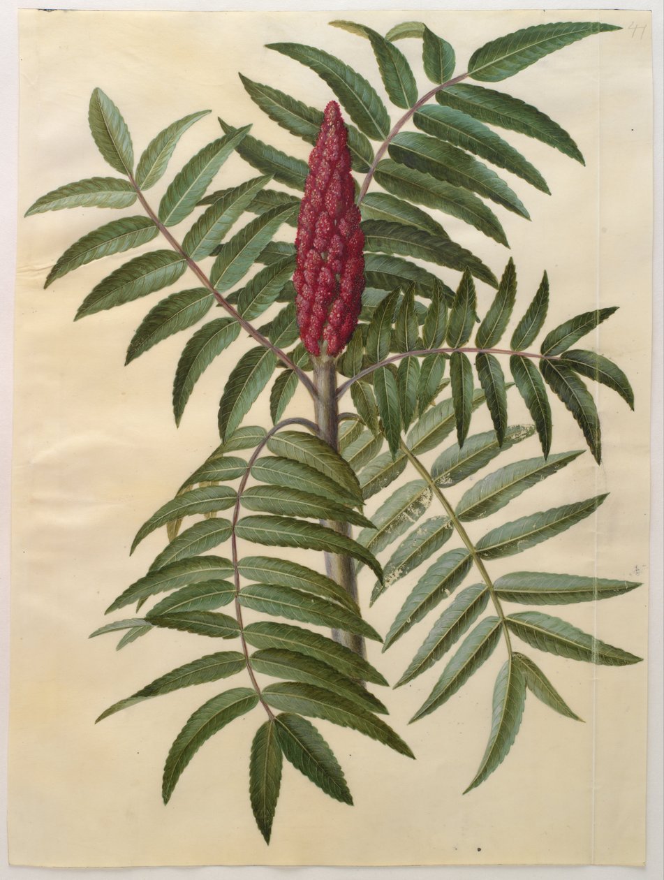 Rhus typhina av Hans Simon Holtzbecker