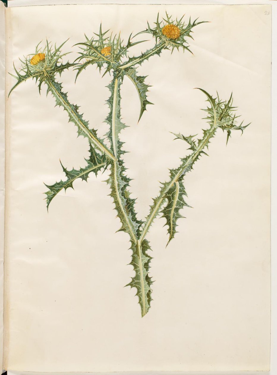 Scolymus hispanicus (spansk gyllene tistel) av Hans Simon Holtzbecker