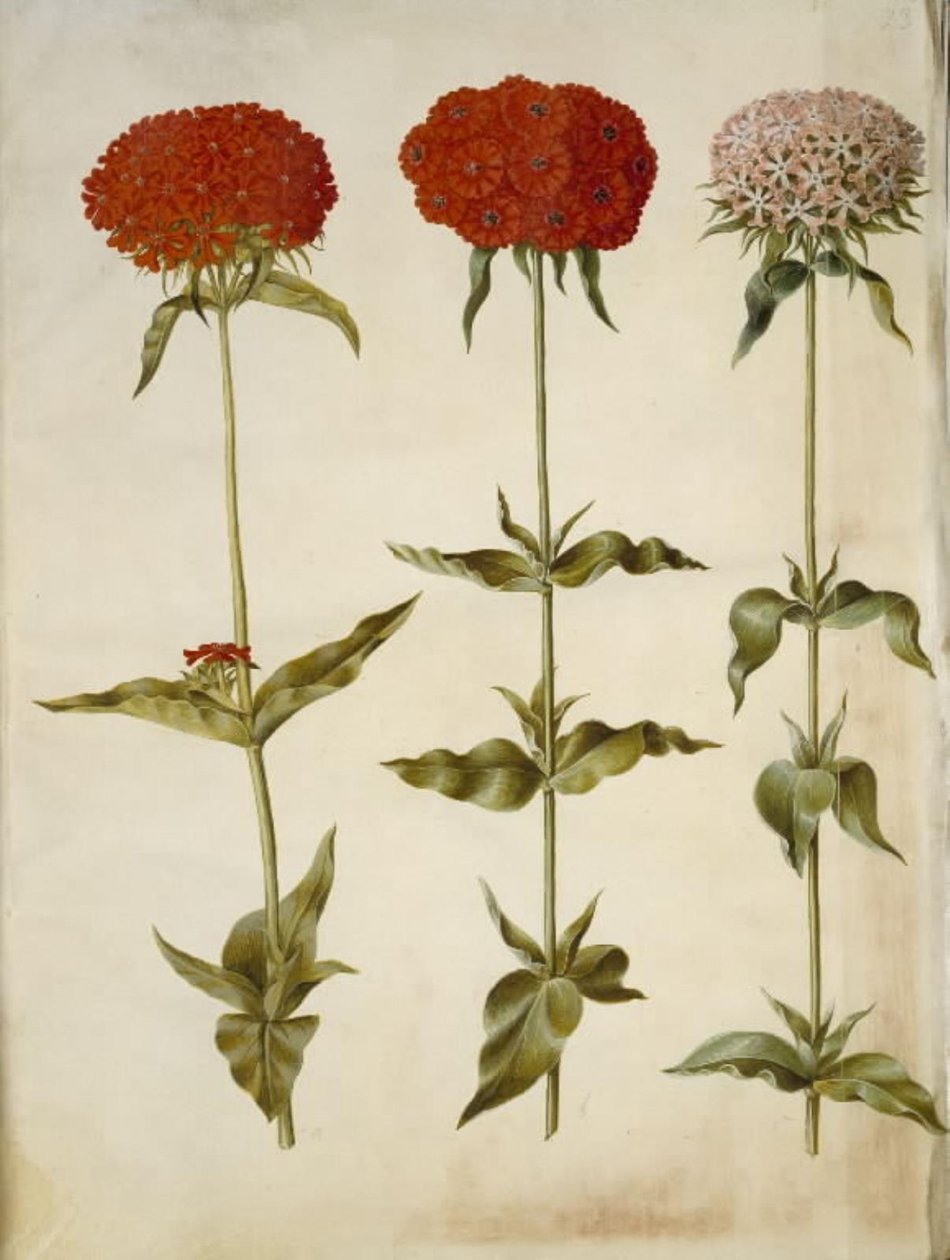 Silene chalcedonica (brinnande kärlek) av Hans Simon Holtzbecker