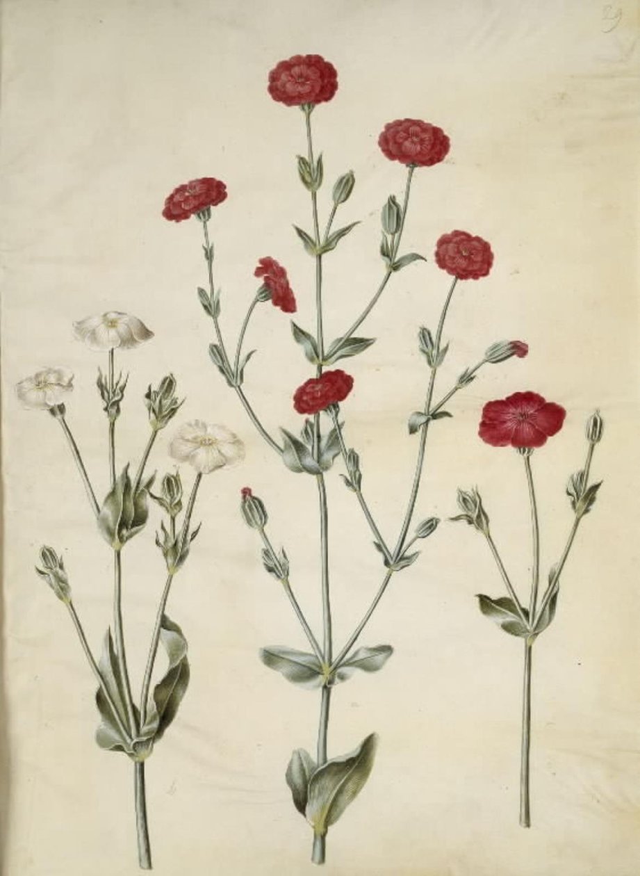 Silene coronaria (krona sjöborre) av Hans Simon Holtzbecker
