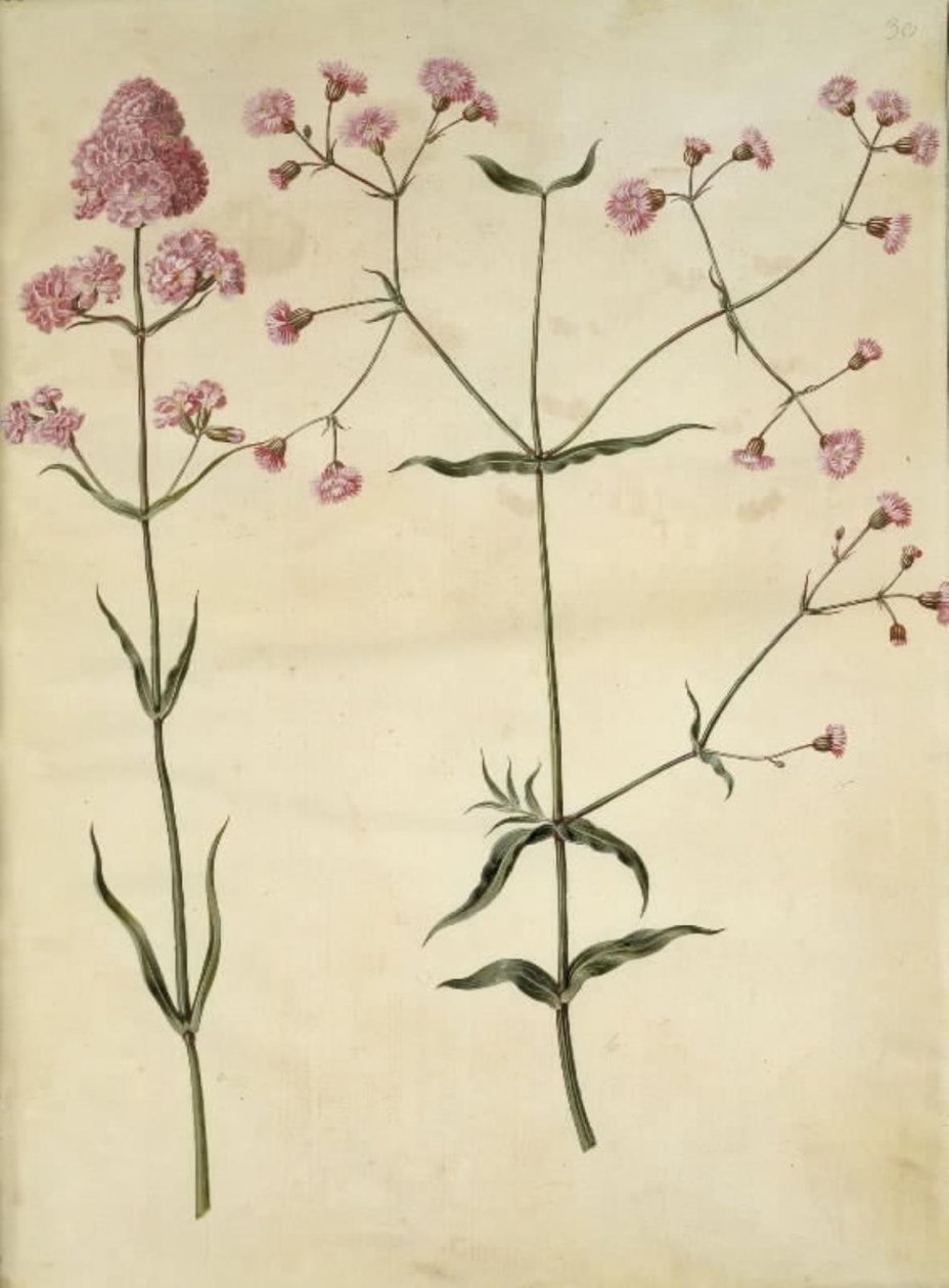Silene viscaria (vanlig tjärnejlika); Silene (korkkrona) av Hans Simon Holtzbecker