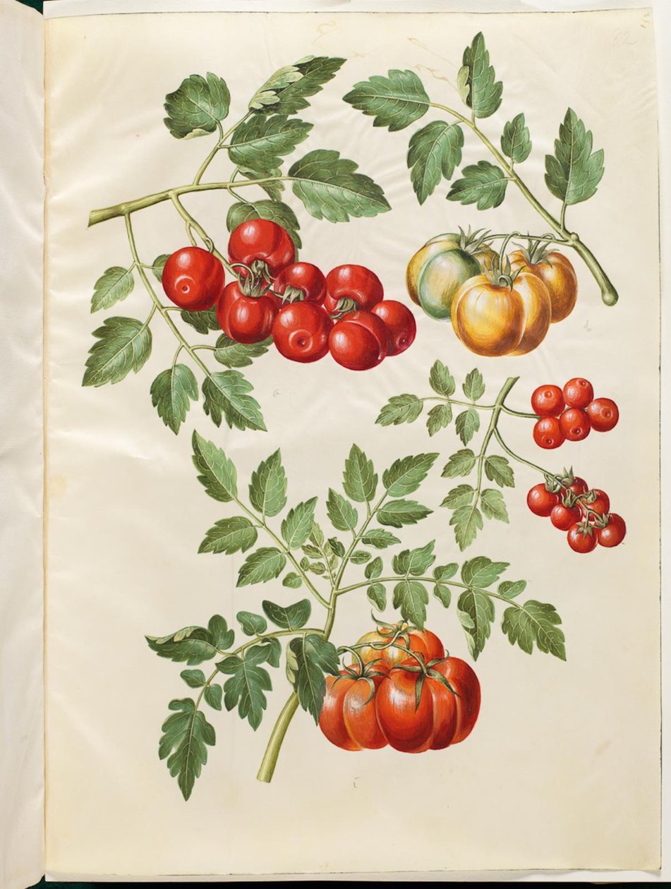 Solanum lycopersicum L. (almindelig tomat) av Hans Simon Holtzbecker