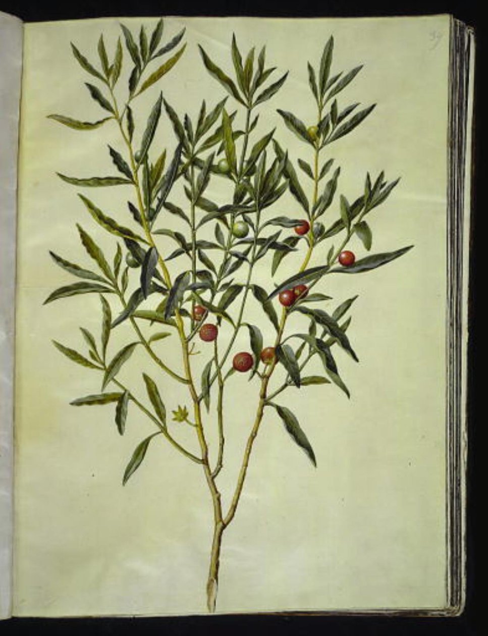 Solanum pseudocapsicum (Jerusalem-korallträd) av Hans Simon Holtzbecker