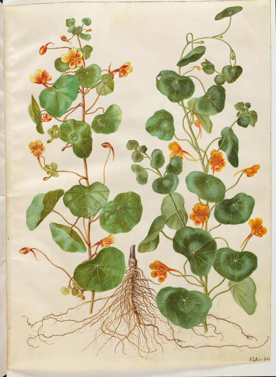 Tropaeolum minus (liten blomkrasse) av Hans Simon Holtzbecker