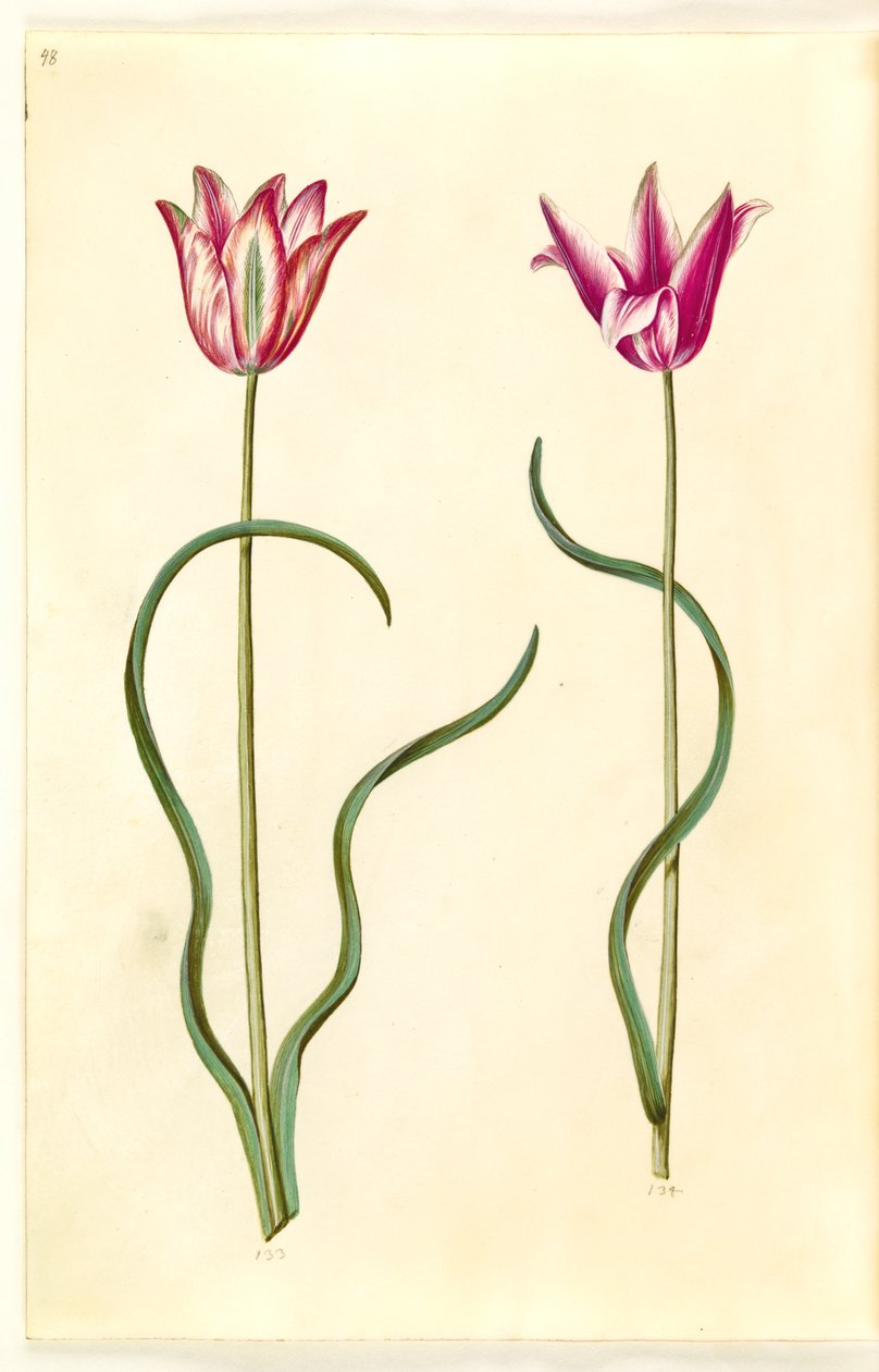 Tulipa clusiana (clusius-tulpan) av Hans Simon Holtzbecker