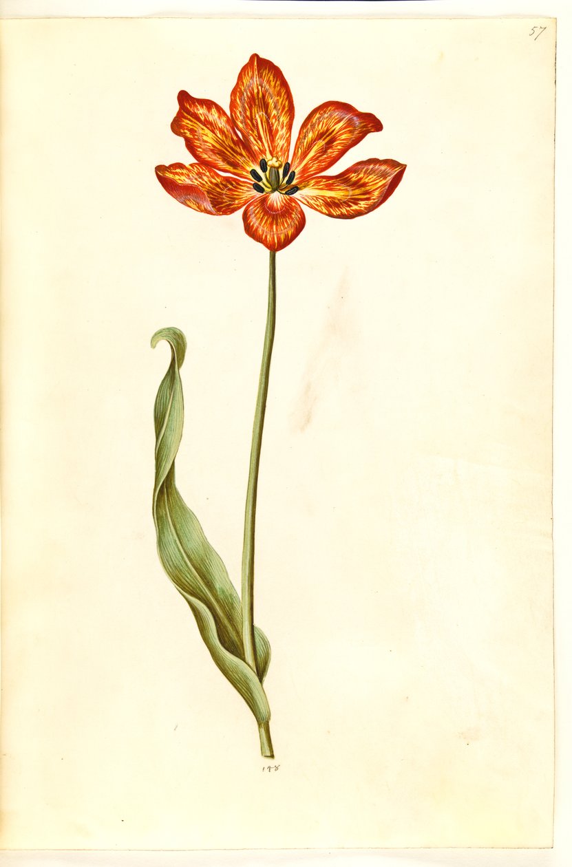 Tulipa gesneriana (har tulpan) av Hans Simon Holtzbecker