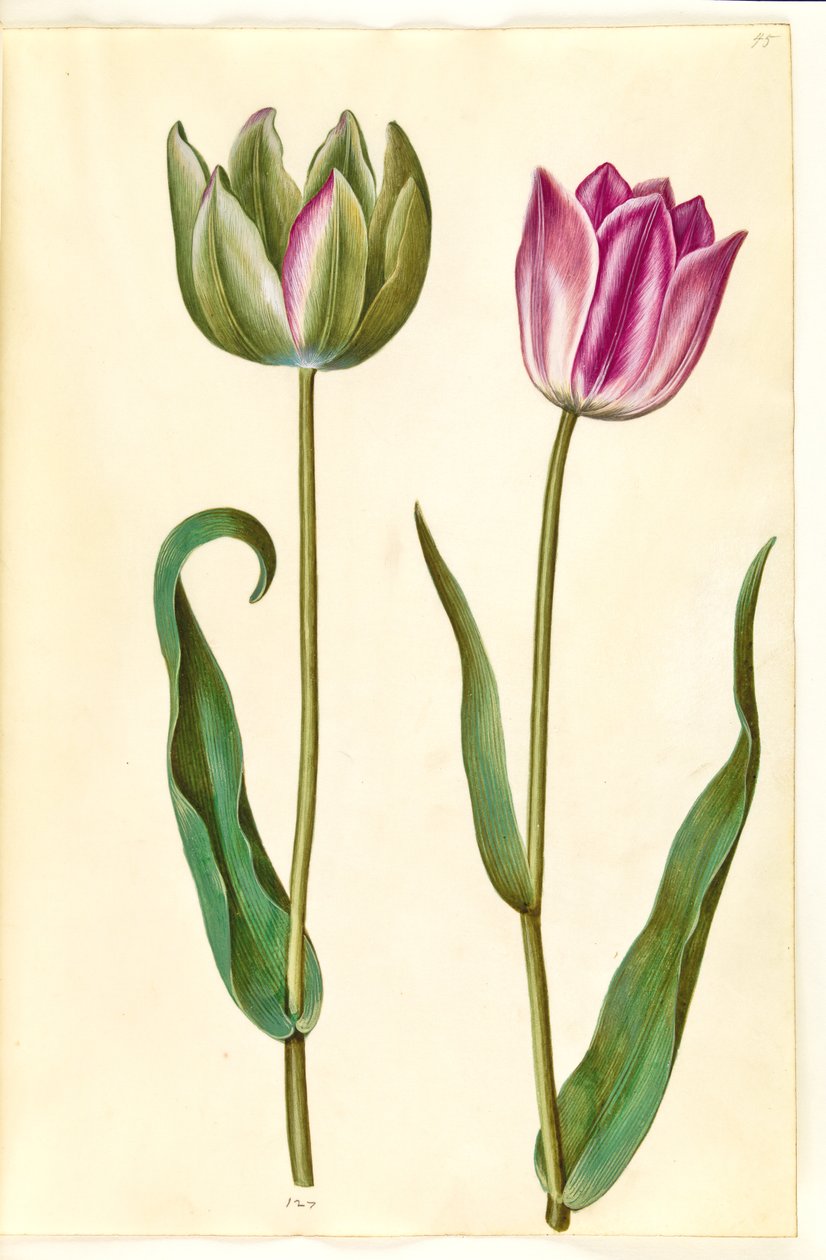 Tulipa gesneriana (har tulpan) av Hans Simon Holtzbecker