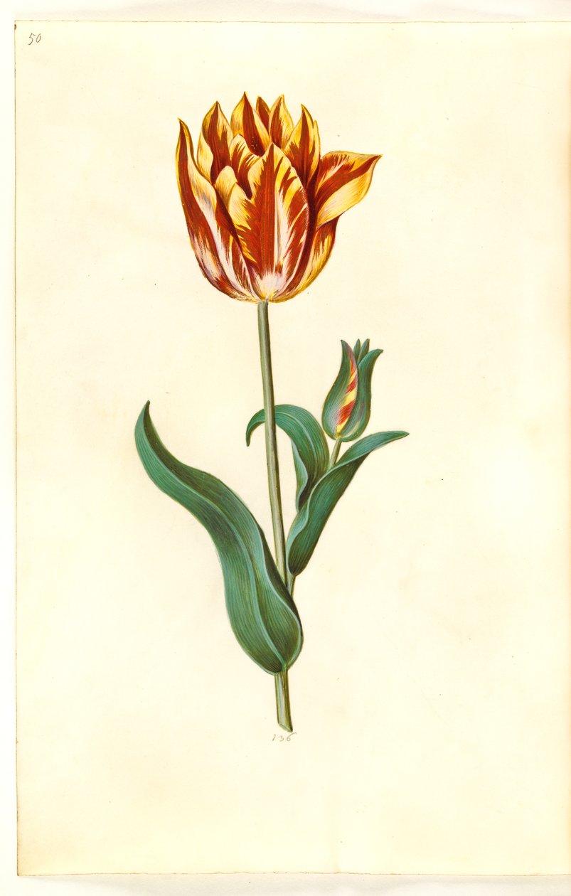Tulipa gesneriana (har tulpan) av Hans Simon Holtzbecker