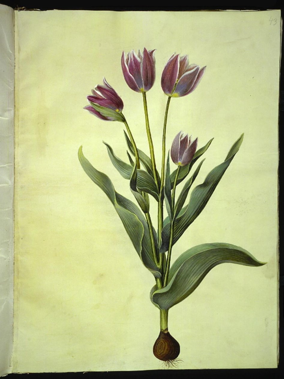 Tulipa gesneriana (har tulpan) av Hans Simon Holtzbecker