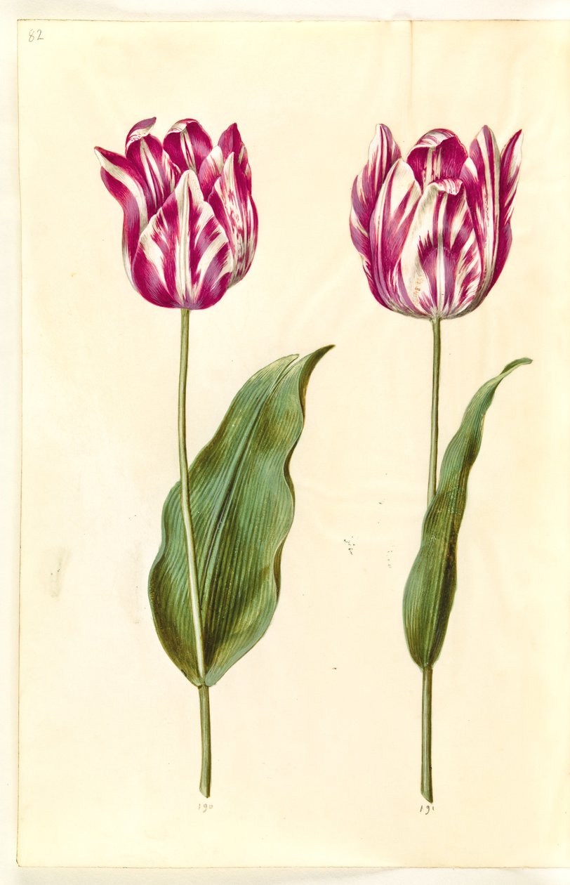 Tulipa gesneriana (har tulpan) av Hans Simon Holtzbecker