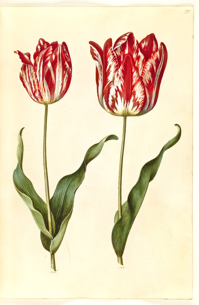 Tulipa gesneriana (har tulpan) av Hans Simon Holtzbecker
