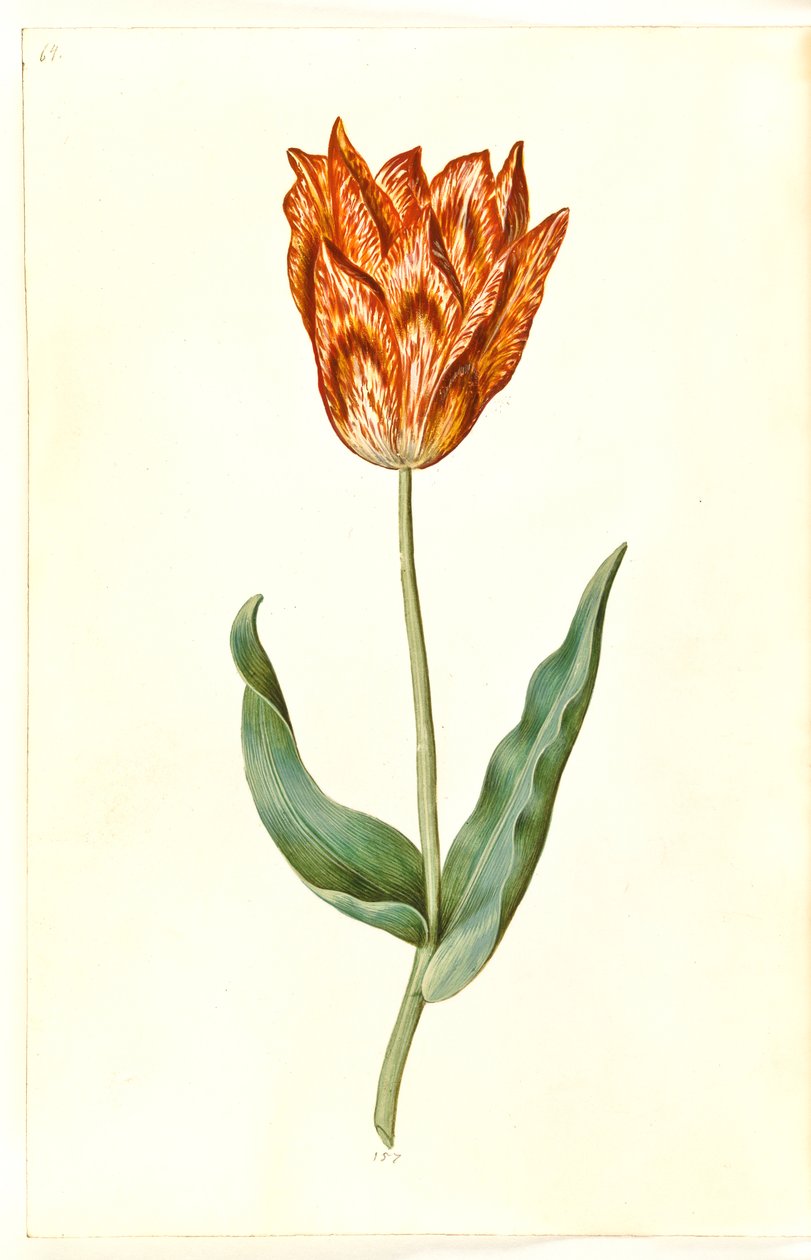 Tulipa gesneriana (har tulpan) av Hans Simon Holtzbecker