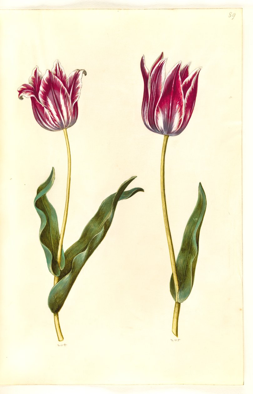 Tulipa gesneriana (har tulpan) av Hans Simon Holtzbecker