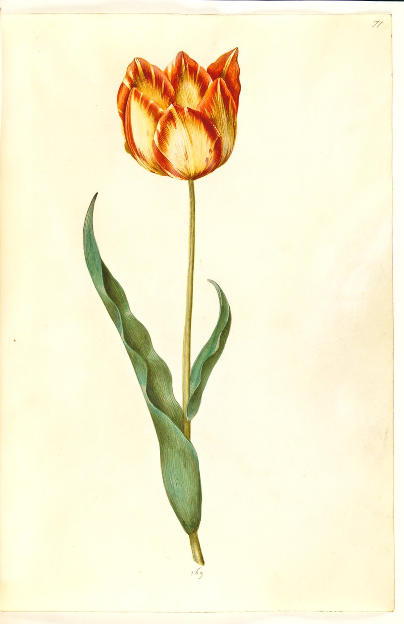 Tulipa gesneriana (har tulpan) av Hans Simon Holtzbecker