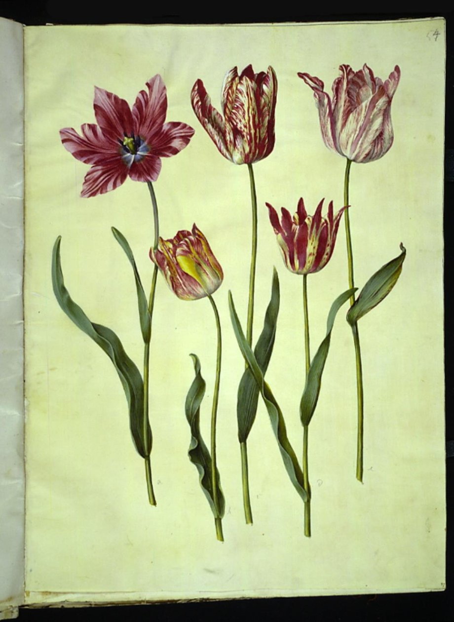 Tulipa gesneriana (har tulpan) av Hans Simon Holtzbecker