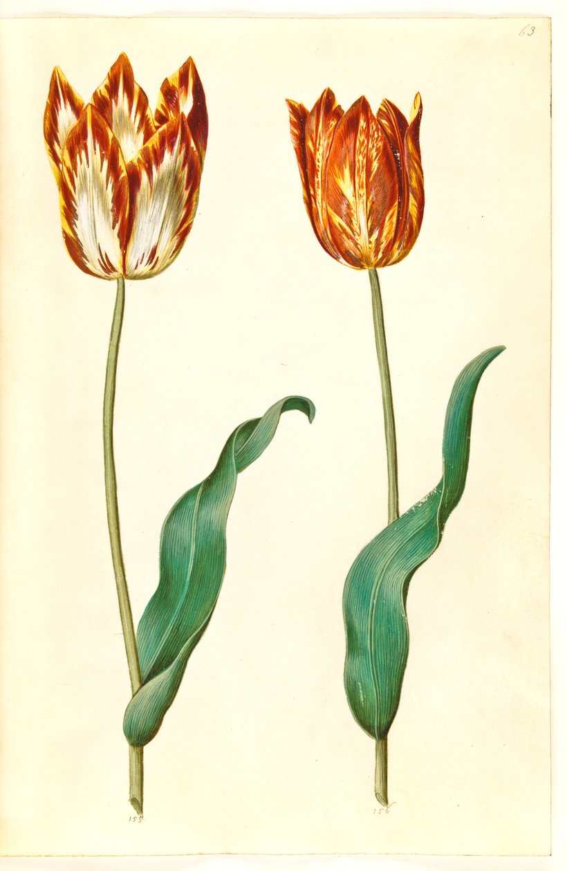 Tulipa gesneriana (har tulpan) av Hans Simon Holtzbecker