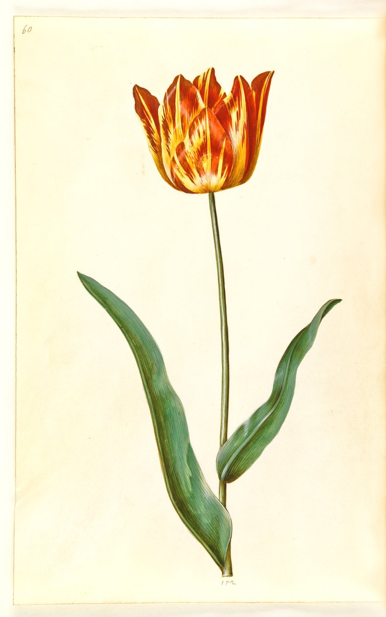 Tulipa gesneriana (har tulpan) av Hans Simon Holtzbecker