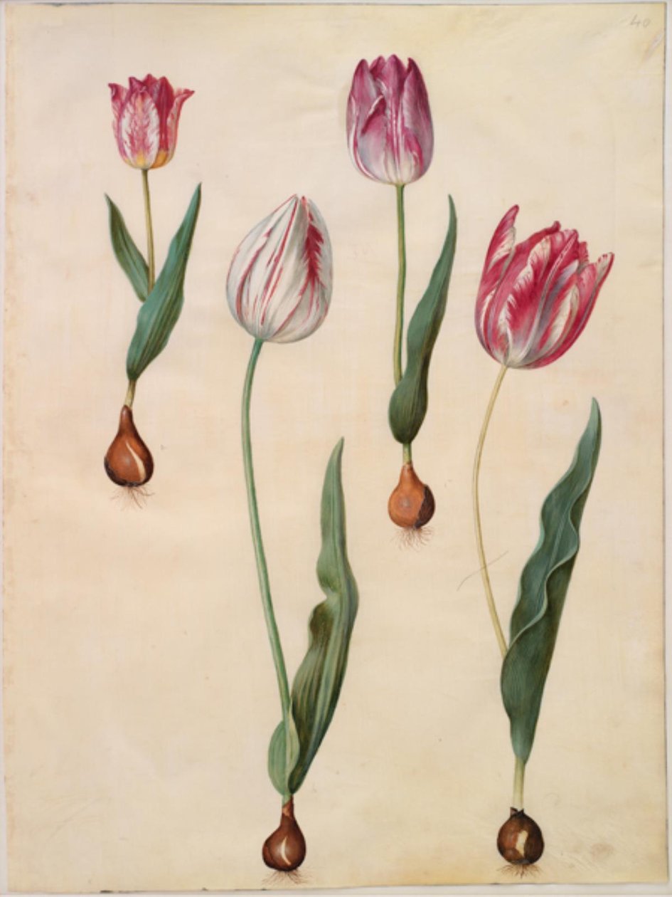 Tulipa gesneriana (har tulpan) av Hans Simon Holtzbecker